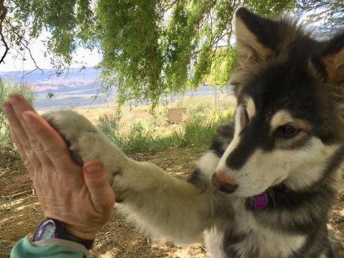 awwww-cute:  I eat lunch outside everyday with my dog. Work isn’t always great, but this 30 minutes is something I always look forward to. (Source: https://ift.tt/2J4454L)