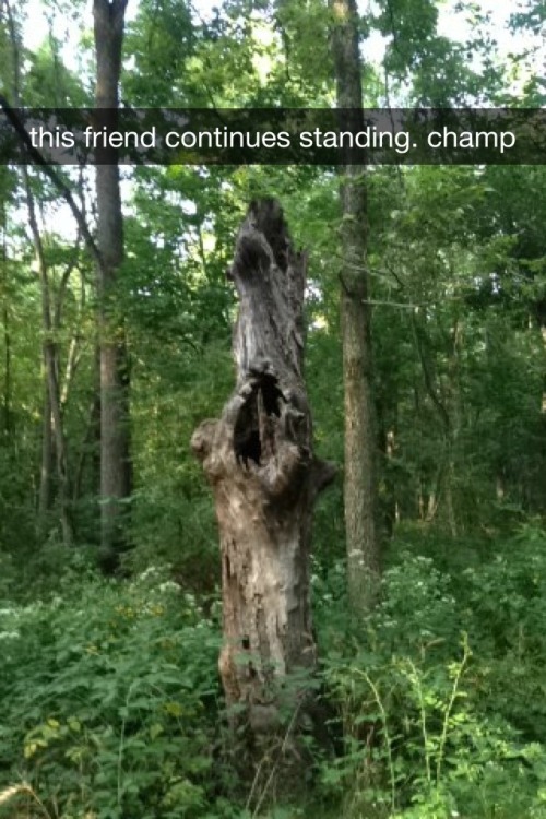 janksy: a series of snapchats that i sent to lauren on my walk in the nature park