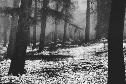 seriallier: Cold Forest Follow in: Instagram All Rights Reserved © Aᴅʀᴀɢᴀɪɴ • Pl