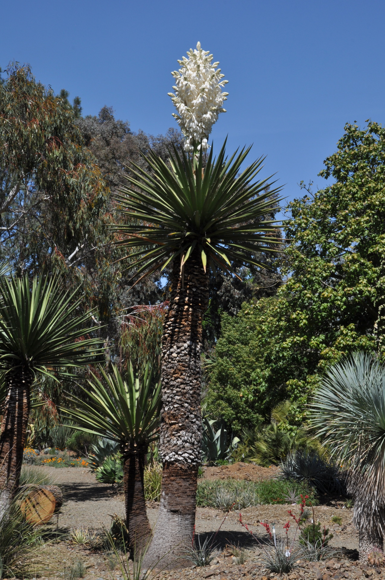 Ruth Bancroft Garden Tumblr | It’s Yucca season! We have 2 plants of