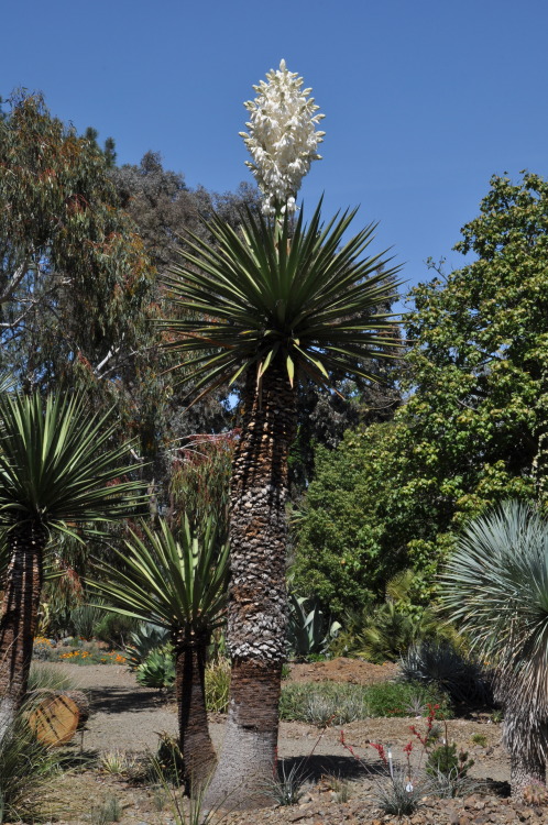 It’s Yucca season! We have 2 plants of Yucca carnerosana (or Y. faxoniana, if you prefer a broader species concept) in flower now, looking glorious. These plants do not flower every year, but they are worth the wait!
-Brian