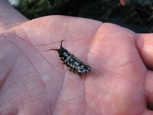 onenicebugperday: Rockweed isopod, Pentidotea wosnesenskii, Idoteidae This marine isopod is found on