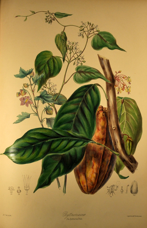 ri-science: Elizabeth Twining’s beautiful illustrations, for Fascination of Plants Day.Elizabeth Twi