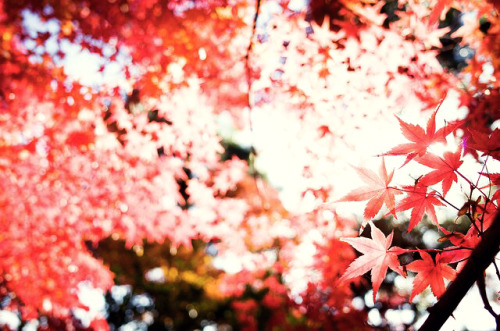 momiji ‘13 - autumn leaves  (by marser)