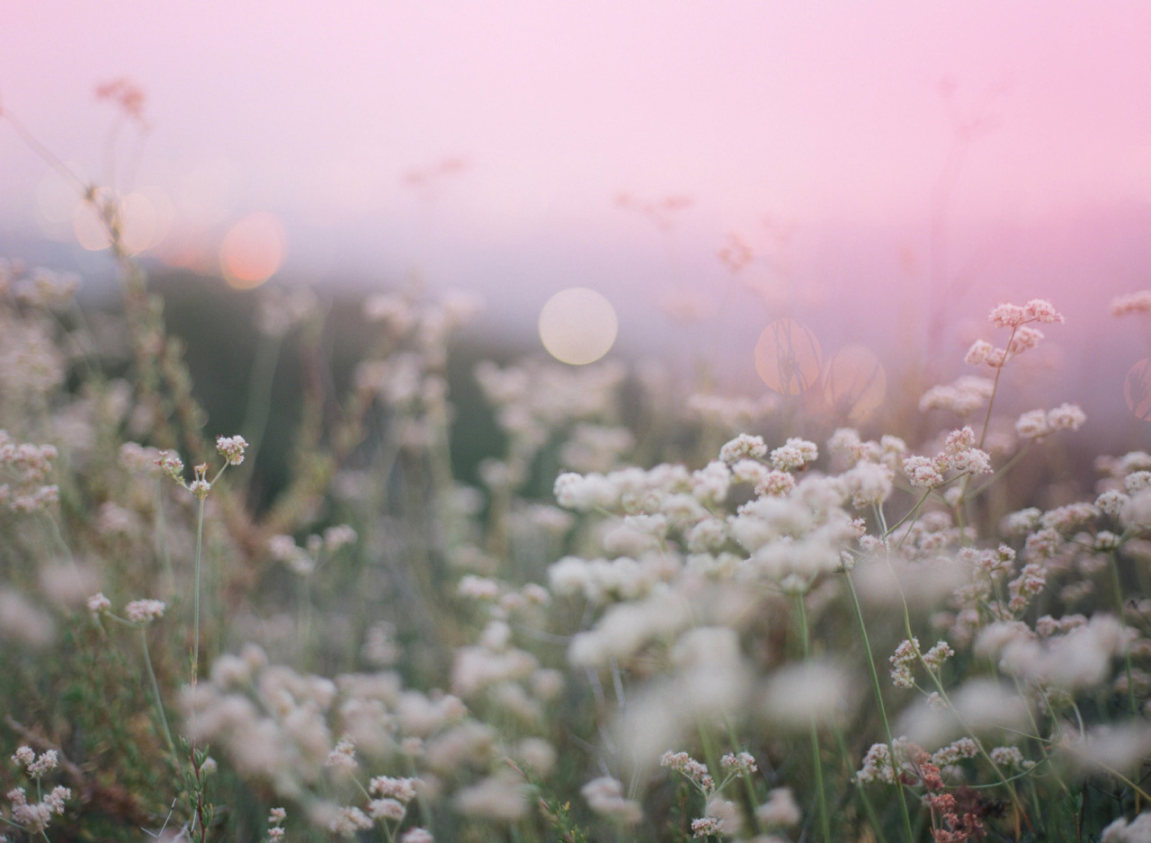 landscape-photo-graphy:  Plantraits by Anthony Samaniego Los Angeles-based photographer Anthony