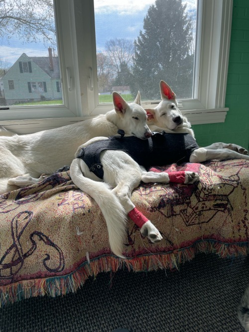 Been a good Saturday so far, hanging with the pups and cleaning up after roto-tilling the flowerbeds yesterday. Here’s to enjoying this spring and summer with projects and adventures!