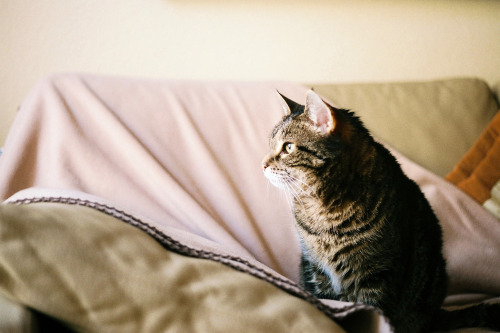 Loppe on the Couch by Jannis WernerVia Flickr:She&rsquo;s 17 years old and going strong. Well no