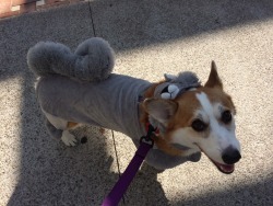 moonstarcorgis:  Luna the Squirrel 