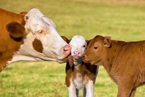 thinkveganworld: “Cows are amongst the gentlest of breathing creatures; none show more passion