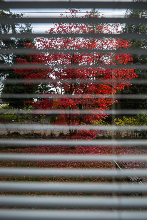 Red Maple.The colour is gradually falling to ground.