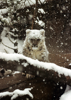 cheetah-chaser:  Snow Leopard Cub By D Brigham   //  // ]]>