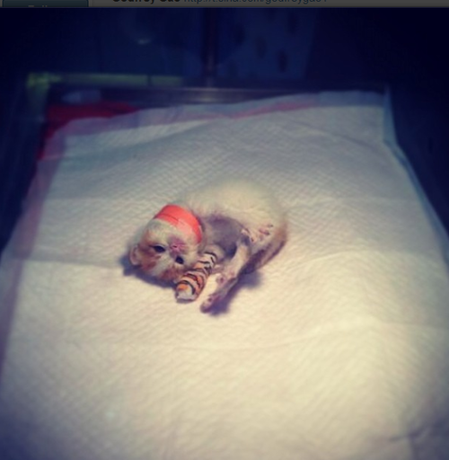 youngbaebae:  Godfrey Gao rescued an injured kitten in his basement garage. The kitten