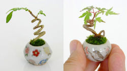 artfido:  Ultra Small Bonsai Plants Give