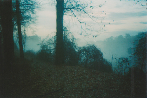  { forests by anewresolution } 