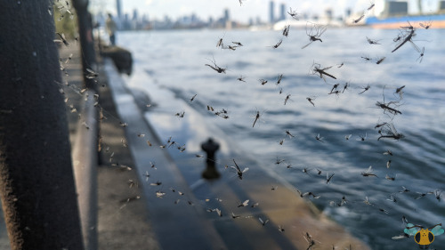 Midges - Family: Chironomidae | Species unknownAfter last week’s video post showcasing these insects