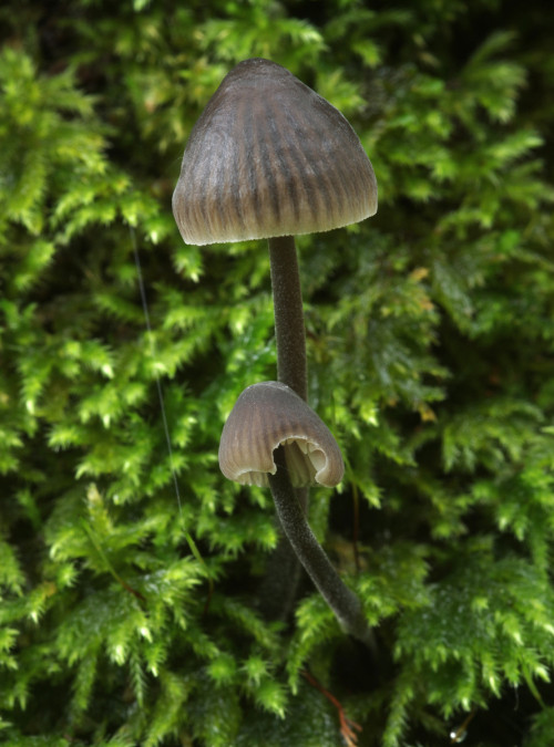 Mycena alcalina - a small, dark bonnetcap that grows on rotting wood and smells strongly of bleach.