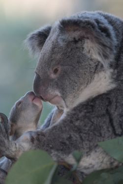 sdzoo:  #KoalaforniaKisses (photo: Russell Johnston) 