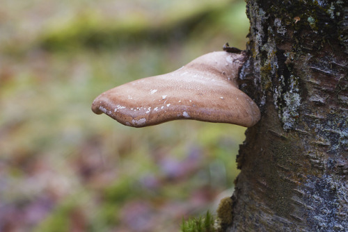 Birch bracket bokeh by deedaw on Flickr.