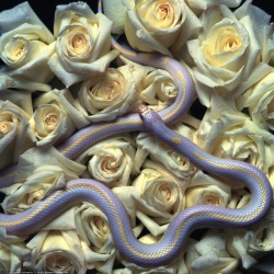 snpsnpsnp: a lavender California King snake :)