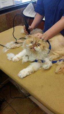 awwww-cute:  My girlfriend is a groomer,