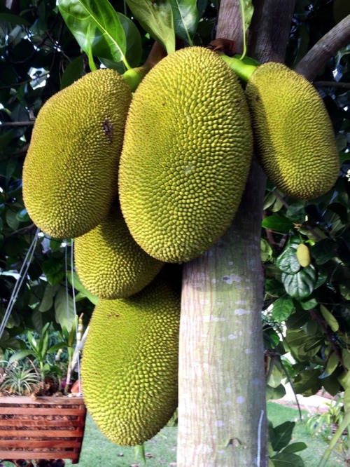 Jackfruit   (Artocarpus heterophyllus) Harvested our first jackfruit of the season!  I was always wo