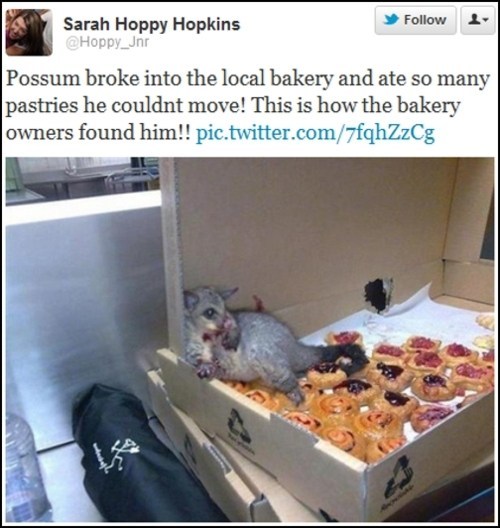 leela-summers:  Australians on Tumblr Part 2Part 1: xPart 3: x Part 4: x  ‘Straya. I love being an Aussie! And don’t you dare say anything about fairy bread it’s the beeesssttttt!!!!