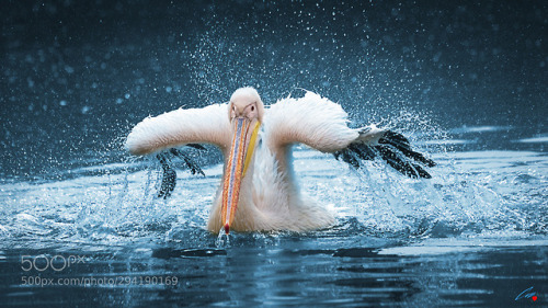 Pelican One Ready for Takeoff ! by cvsk