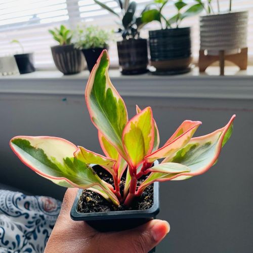 This little one is so pretty to me. The pink adds such a nice touch! #plantsofinstagram #plantlife #