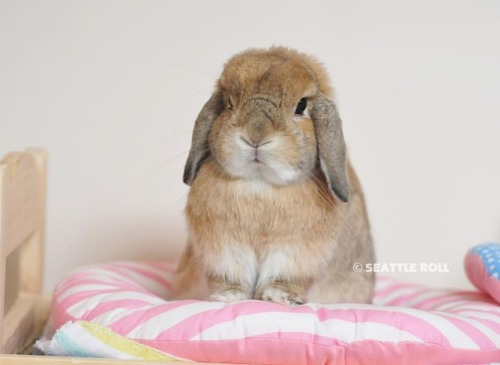 orangeapollo:Chubby paws ☺️.太く短い（笑）前足をちょこんと揃えてクッションの上に…かわいすぎか！.#rabbit #bunny #hollandlop #lopearedb