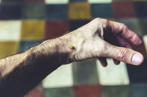 Ladybug on my hand.  Al parecer era epoca de reproduccion de las mariquitas, se podian ver por todos