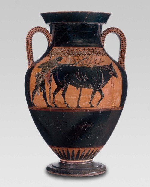 ancientanimalart: Two-handled jar (amphora) with Herakles driving a bull to sacrifice GreekArchaic P