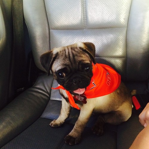 Puro Pinche Party😉 #FreshAF (at Pet Smart)