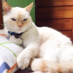 2tailbuddies:  Grumpy pants Mino #caturday