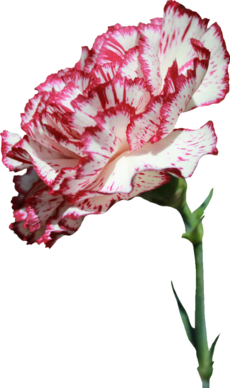 Transparent-Flowers