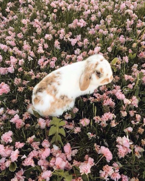 frail-pale-freckly:Who doesn’t love a cute bunny in flowers…