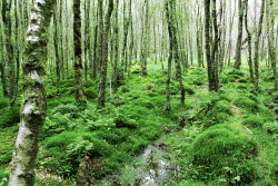 faerieoftherain:  Irish Woods And Creeks