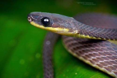 doodlepede:end0skeletal-undead:Ecuador Frog-eating Snake, Diaphorolepis wagneriPhotos by Matthieu Be