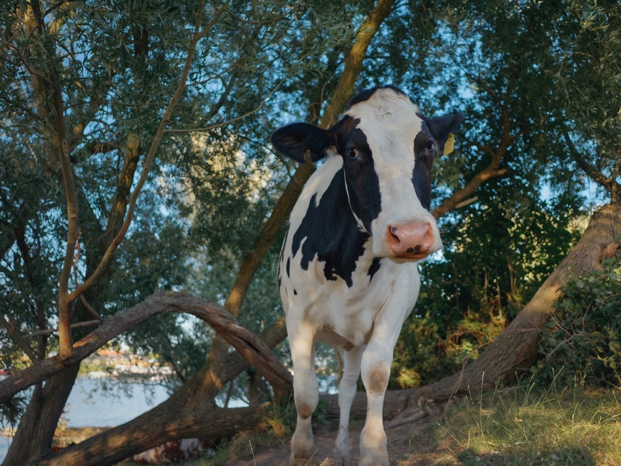 marina-diamandis: klaascows: They’re getting more cheeky every day.  @womanbecomescow