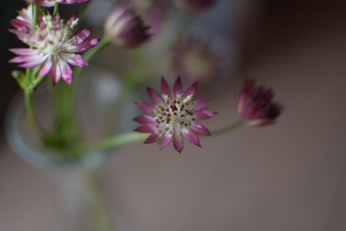 あ、また忘れちゃったこの花の名前