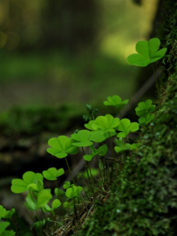 silvaris:Shamrock by Svetlana Zy