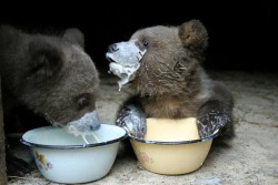 toostoked:  rikkipoynter:  dontforgetthewild:  justlikeastare:  Baby Bear Breakfast  Oh my goodness.  Oh my god.  DUDE