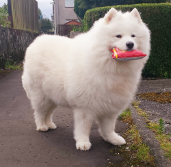 corgisandboobs:a soft boy protects the cronch.