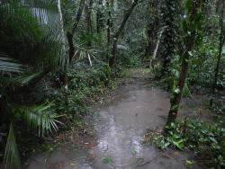 forest path with pools in Kaweri Coffee Plantation