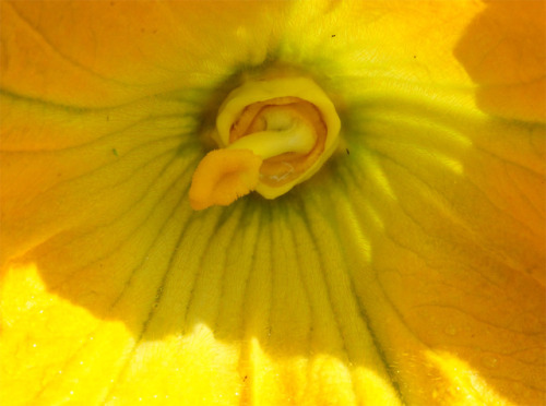 zucchini blossom