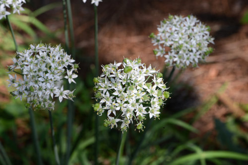 Garlic Chives soon to seed by *Tailgun2009