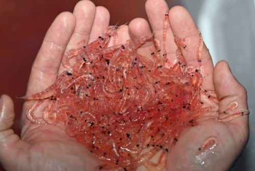 When I Say Im Going To Krill Myself Its Not Just A Polite Way Of Saying Im Going To Kill Myself I Mean