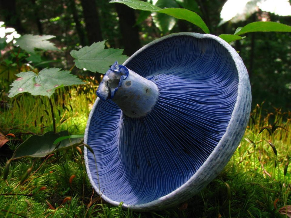 rhamphotheca:  The Indigo Milk Cap (Lactarius indigo) is entirely blue to blue-gray,
