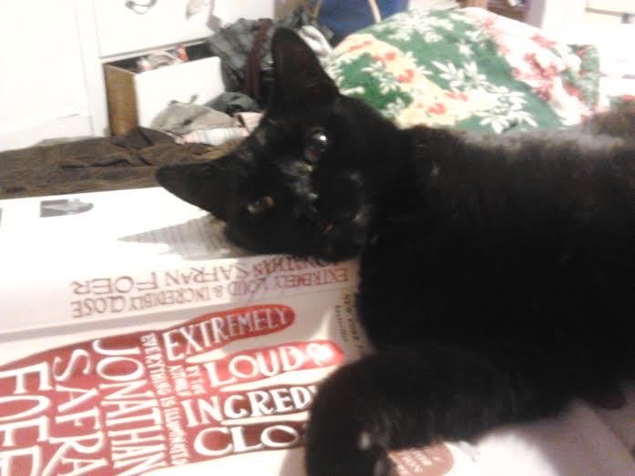 Lost Cat Unknown in WEYMOUTH, MA - LostMyKitty.com