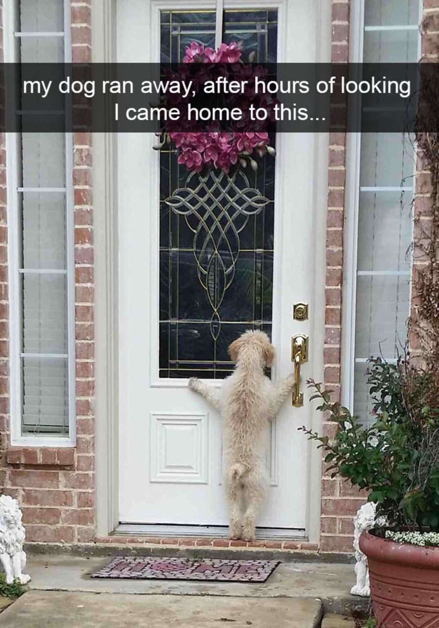 mossyoakmaster: onyourleftbooob:  dogs and snapchat    We don’t deserve dogs ❤️😂