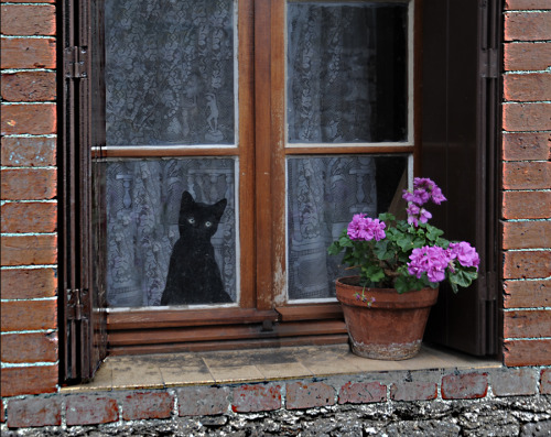 BLACK KITTEN IN THE WINDOW (FRANCE, RHONE-ALPES, ARDECHE, SAINT MARCEL LES ANNONAY) www.flic
